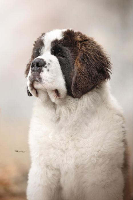 Bernardyn FCI suczka Burza