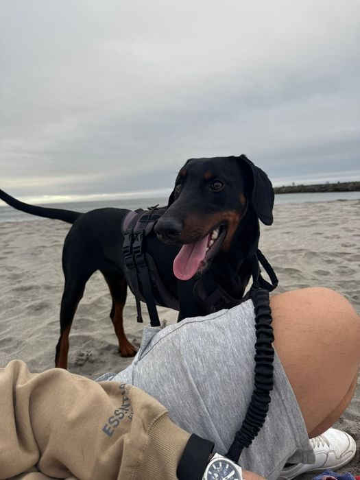 Dobermann macho puro