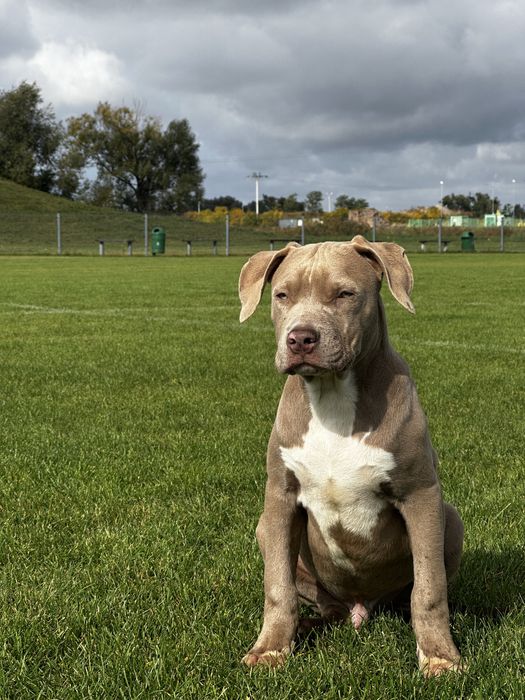 American bully xl