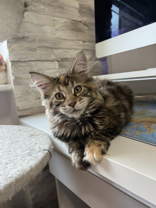 Kotka Maine Coon “GIGI” f22 FPL/FIFE – klasyczny czarny szylkret