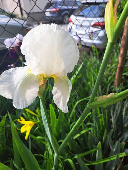 Irys olbrzymi duza sadzonka