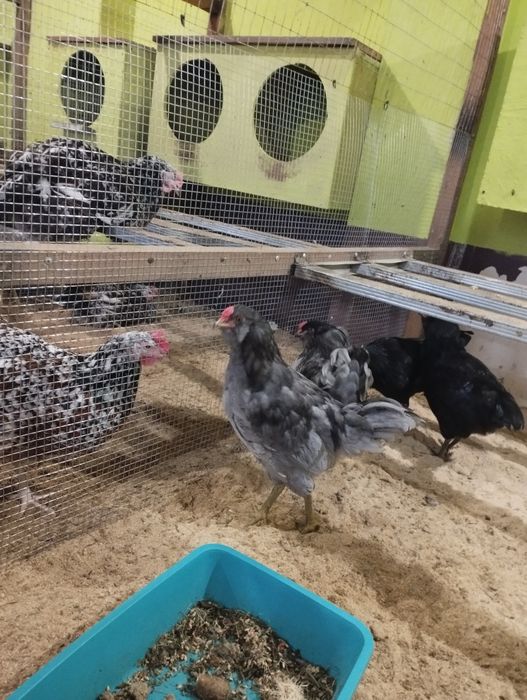 Півень Амераукан