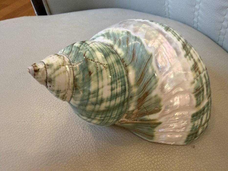 Ракушка мушля 14 см