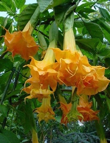 Бругмансия махровая белая розовая желтая