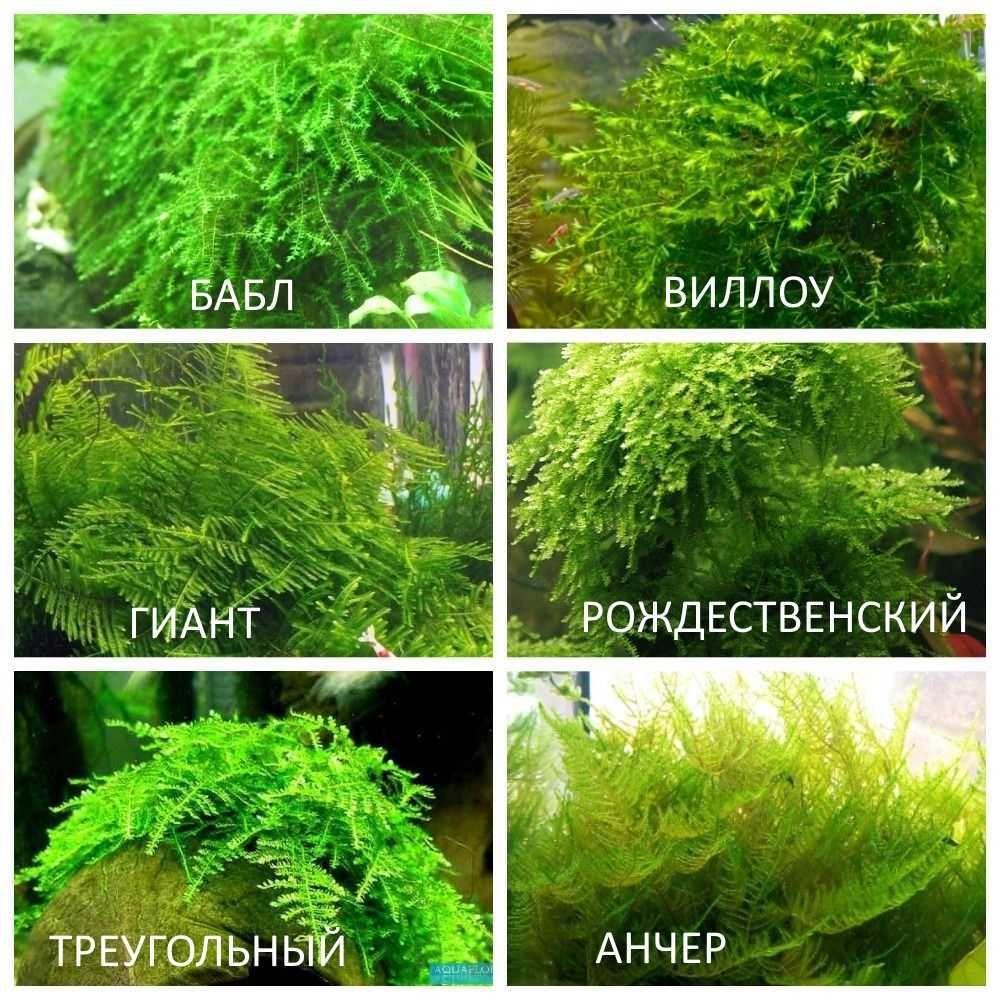 Аквариумные растения(Анубиас ,нимфеи,криптокорина ,буцефаландры.мох)