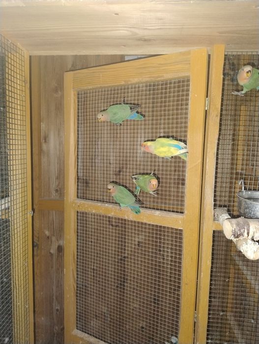 Papuga Nierozłączka czerwonoczelna 5szt