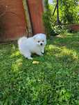 Pomeranian boo aktualne