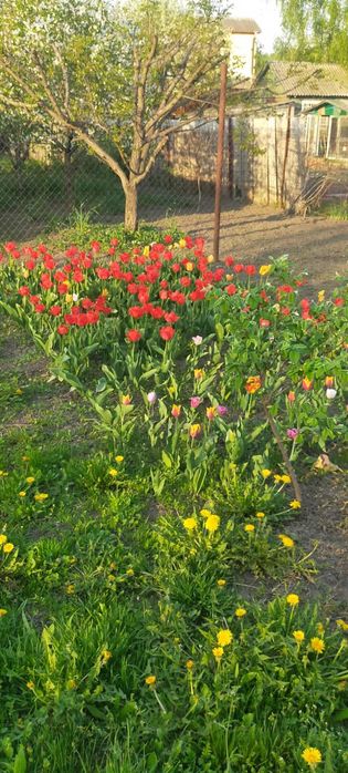 Продам дачу в місті р- н Лука,поряд житлові будинки,річка