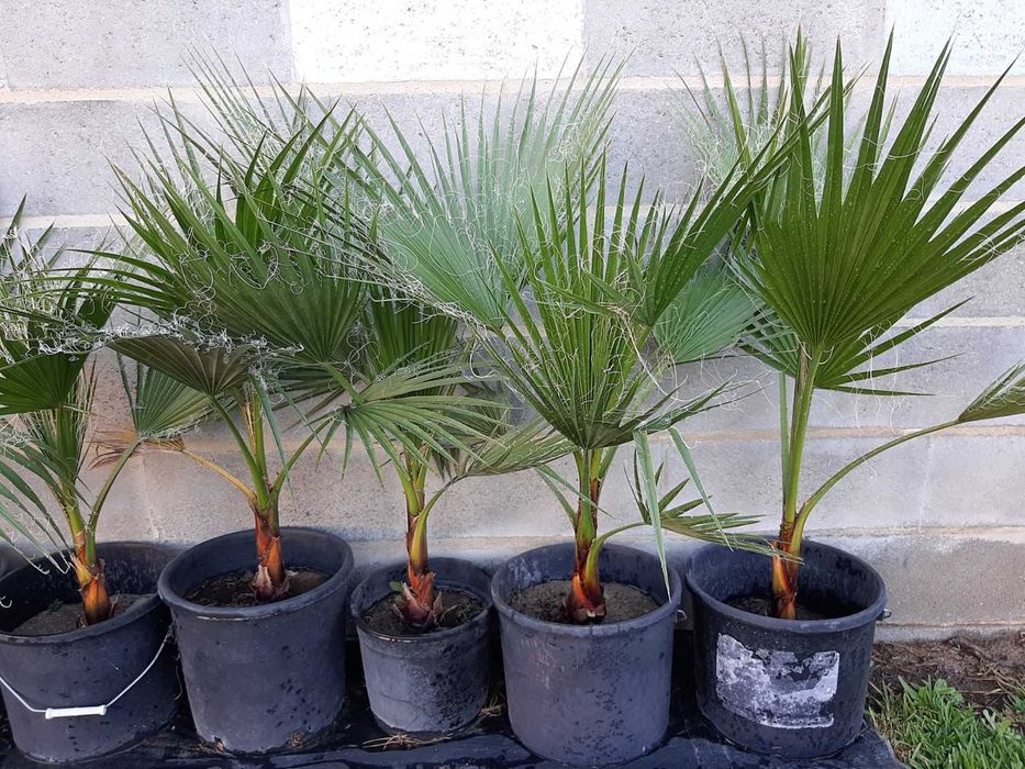 Palmeira Washington Robusta (leque)