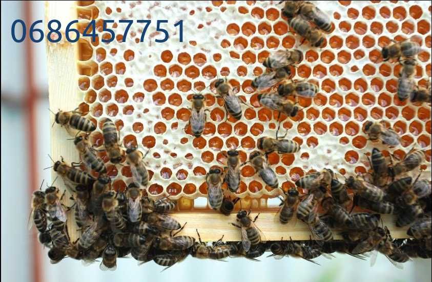 Бджоли вулики пчелы улья мед