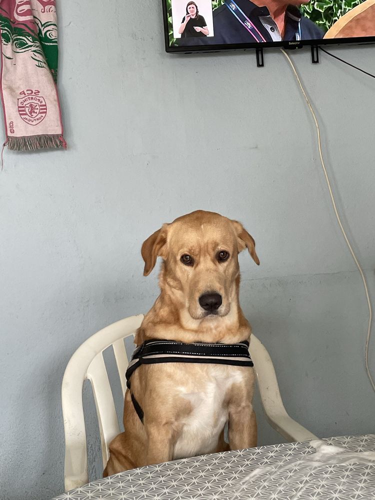 Argenina 4 anos Labradora