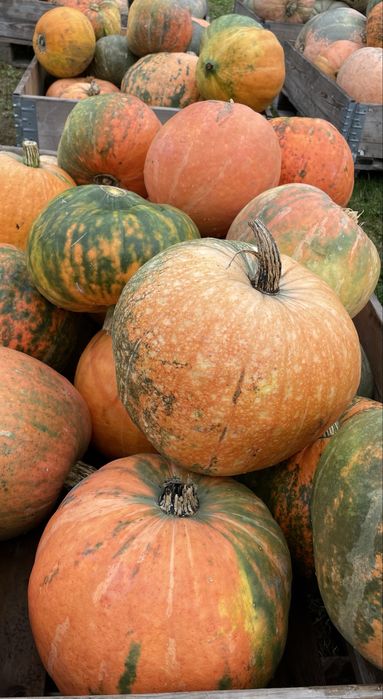 Dynie jadalne korbasy Ekologiczne!