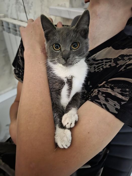 Киця, кіточка, кіт