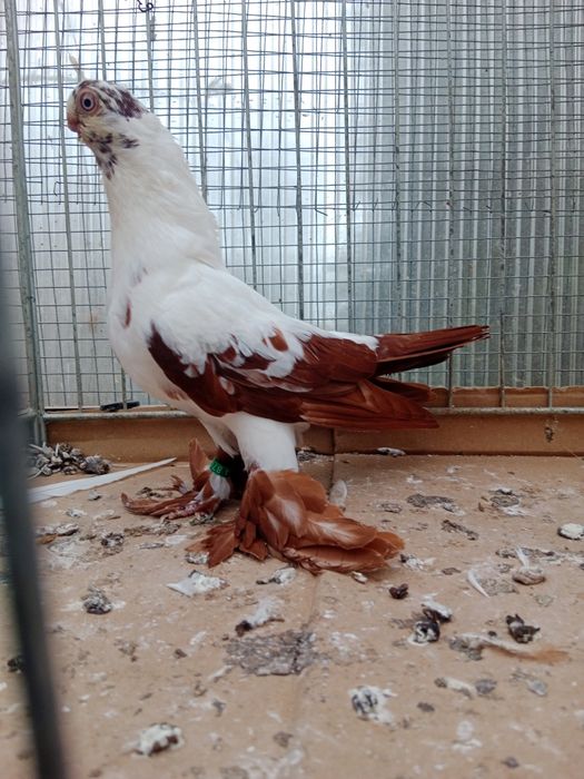 Gołębie ozdobne motyl warszawski czerwony samiec 25