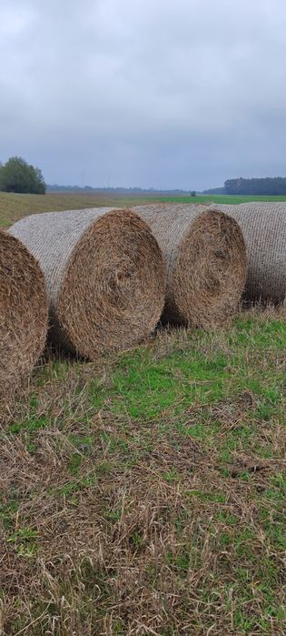 Sprzedam Słoma z pszenicy 130cm żniwa 2025