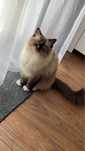 Rasowy kot czystej rasy Ragdoll