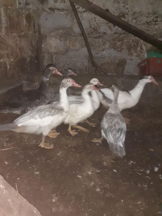 Sprzedam młode kaczki