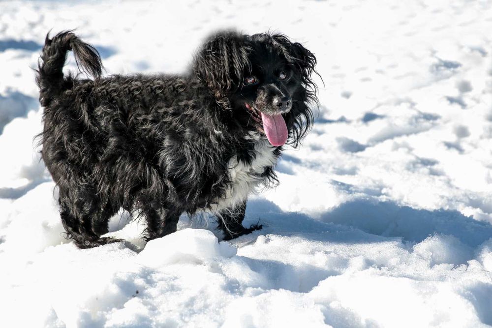 Teoś- niewielki, towarzyski pies, który utknął w schronisku!