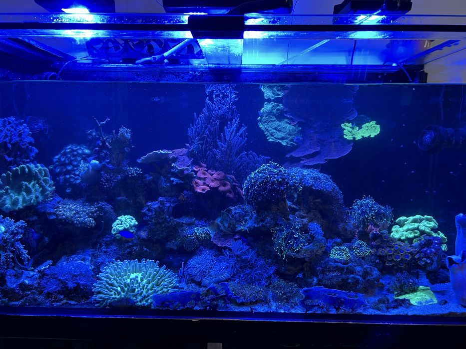 Akwarium dekoracyjne / serwis akwarium