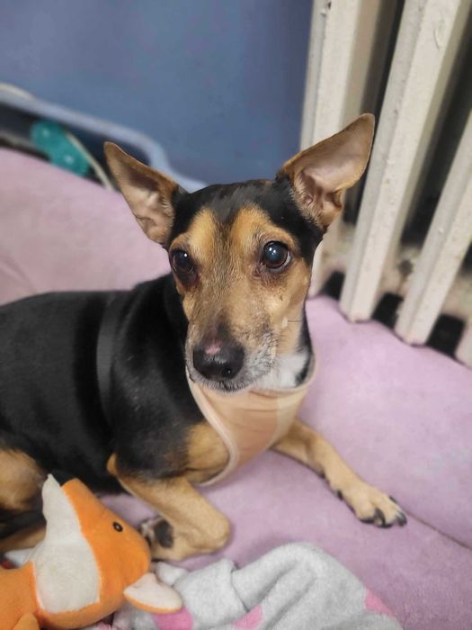 Malutka Pira szuka domku!