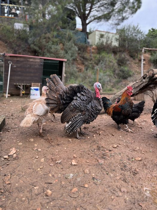 Peru macho deste ano