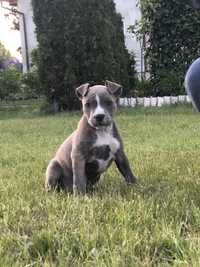 Suczka American Pitbull Terrier