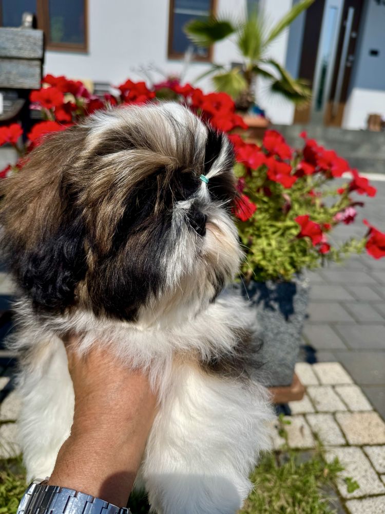 Suczka Shih Tzu ZKwP FCI