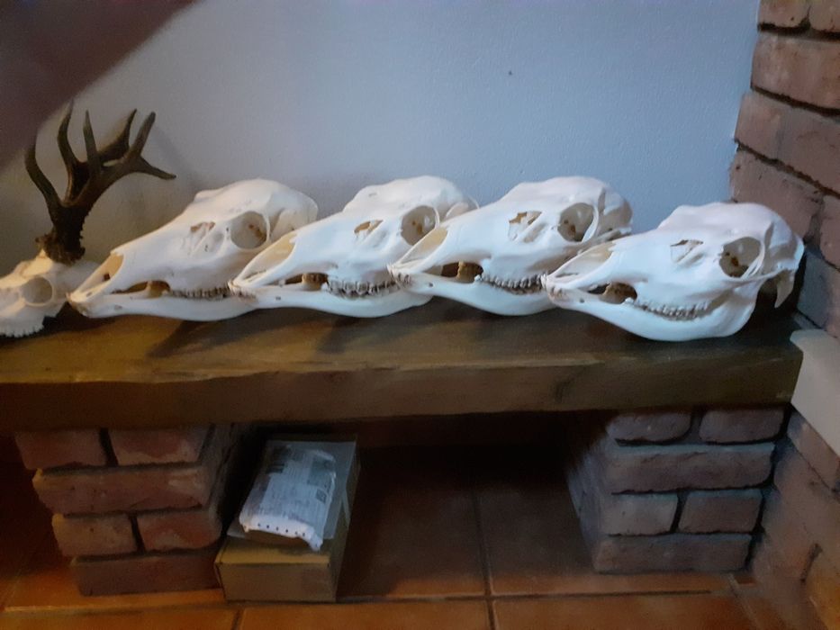 Czaszka jelenia łanii