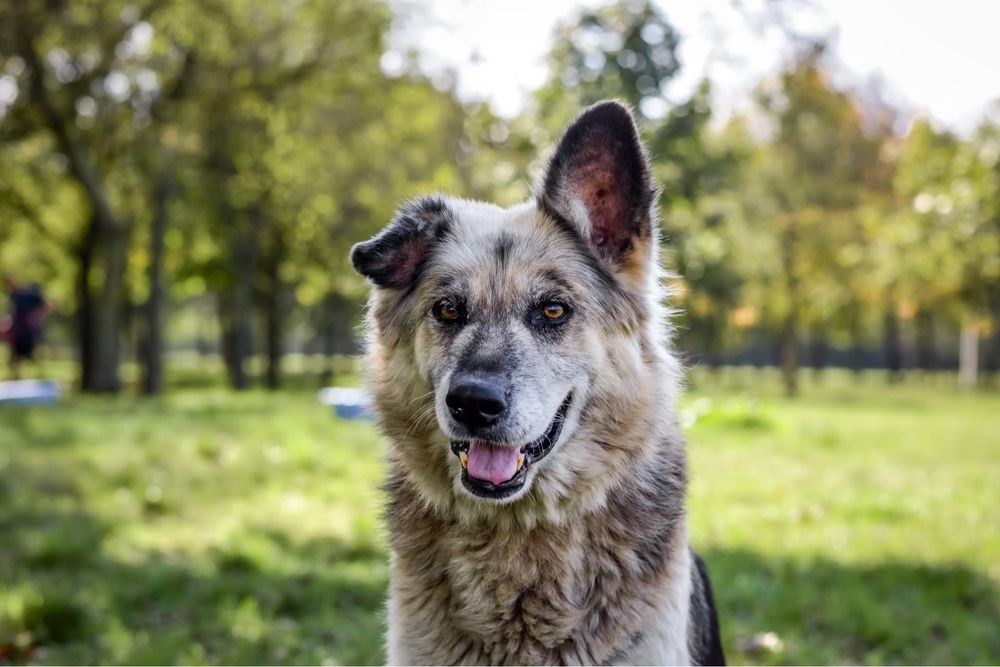 Ramona-piękna satrsza suczka czeka na wymarzony dom-adopcja