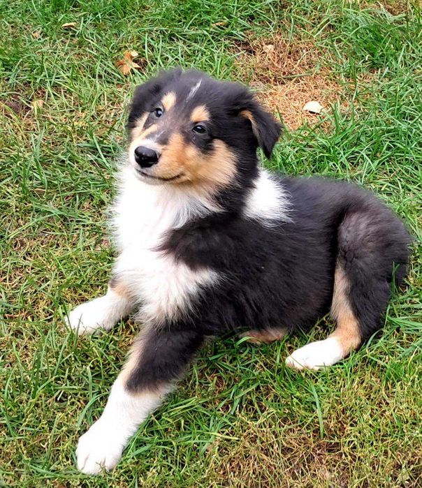 *Owczarek Szkocki Collie długowłosy* piesek Gotowy Do Odbioru