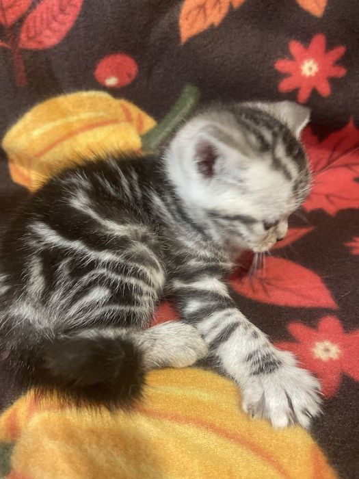 Шотландський хлопчик скотішстрайт,бронюванняй