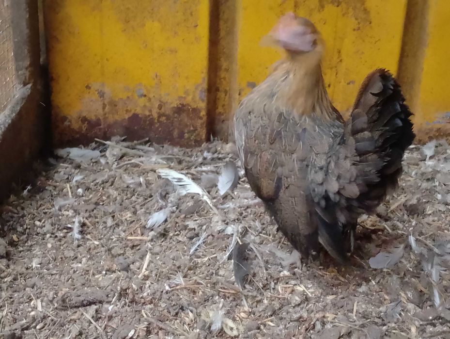 Serama malezyjska para