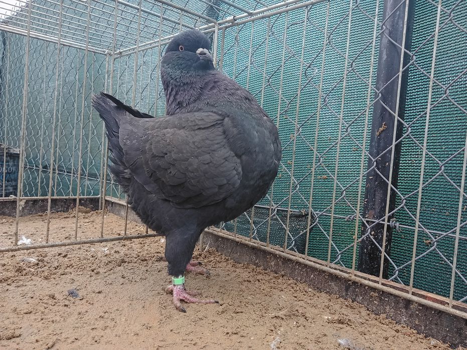 King Kingi samica