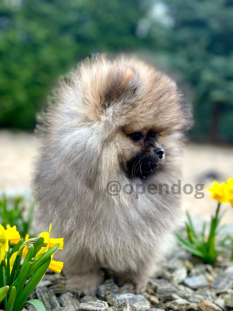 Szpic miniaturowy POMERANIAN wybitny PIESEK gotowy DO ODBIORU