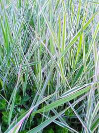 Фаляріс, шовкова трава