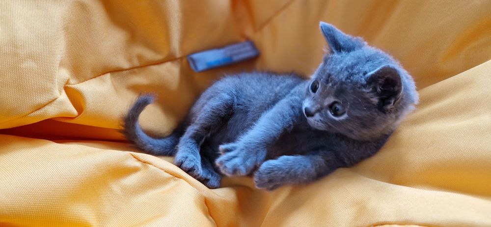 Кошеня безкоштовно