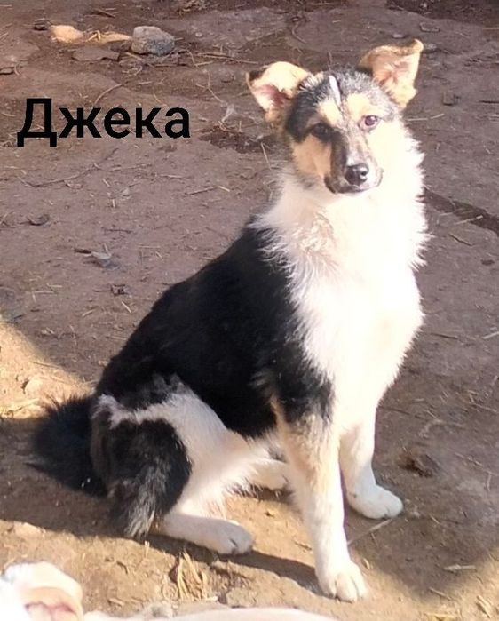 Девочки стерилизованные