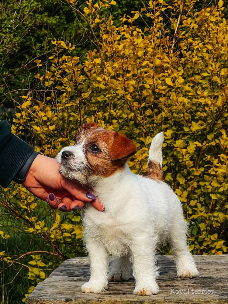 Suczka Jack Russell terrier ZKWP/FCI