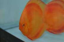 GB DYSKOWCE Paletka Solid Red | Rozmiar "M" 5-6cm