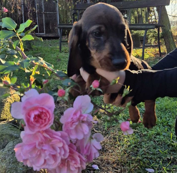 Jamnik szorstkowłosy standard (FCI) - szczeniak