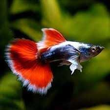 Gupik santa claus wysylamy