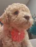Lagotto Romagnolo sunia