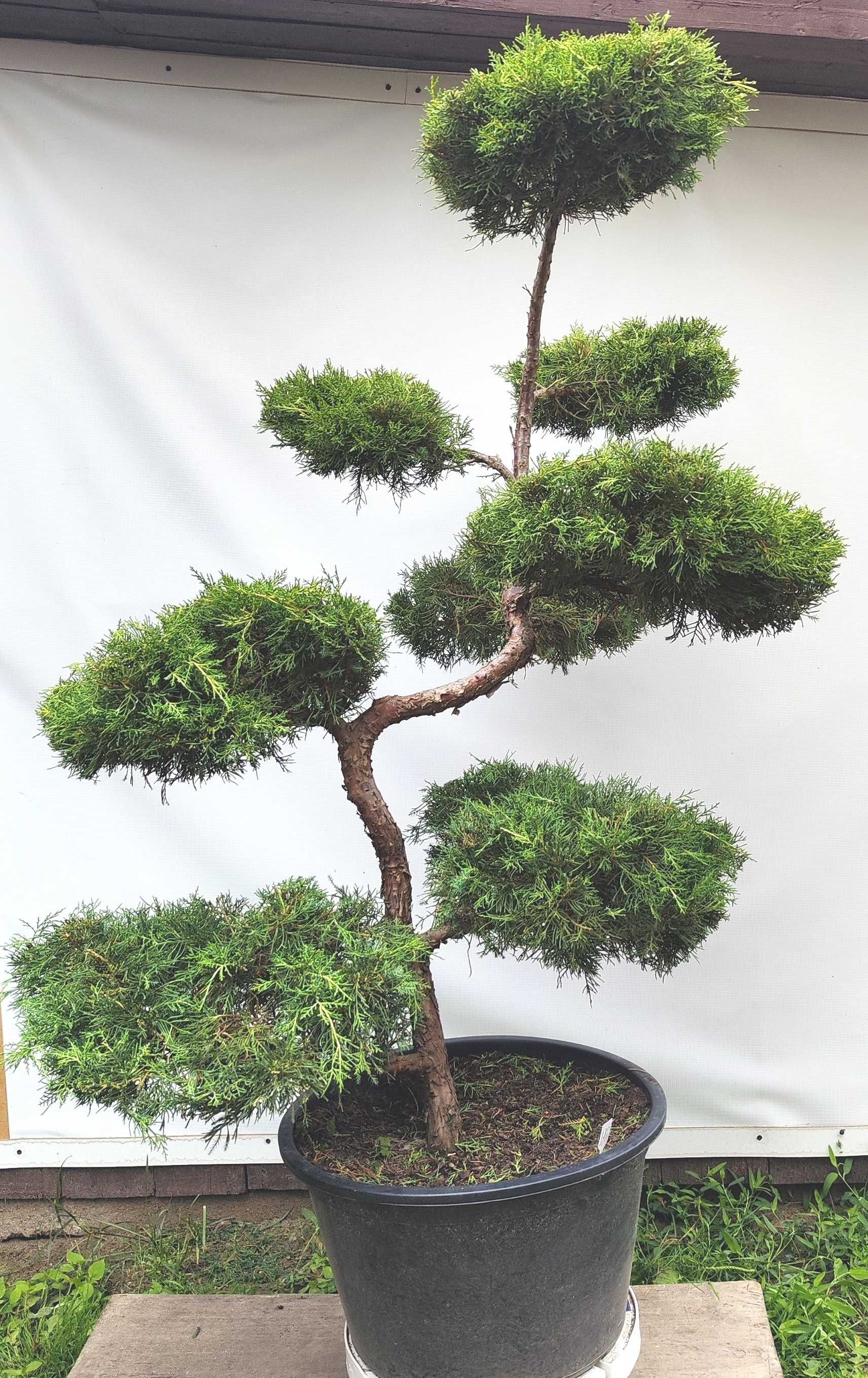 Bonsai Niwaki Jałowiec Gold Star