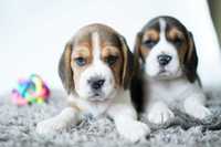 Cudowna suczka rasy Beagle! Nel