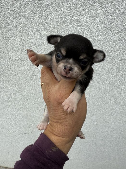 Chihuahua miniatura