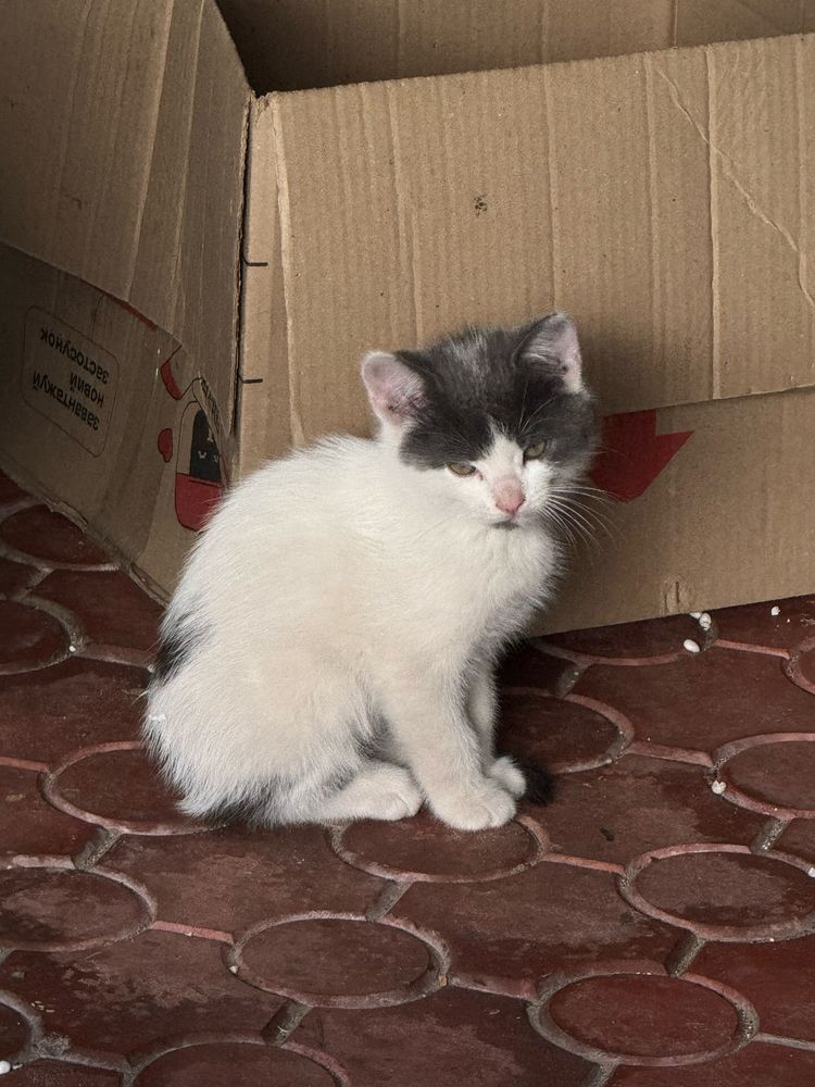 Кошенята в добрі руки