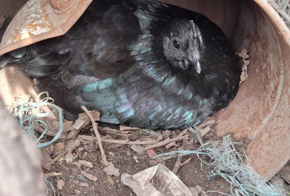 Ovos ayam cemani
