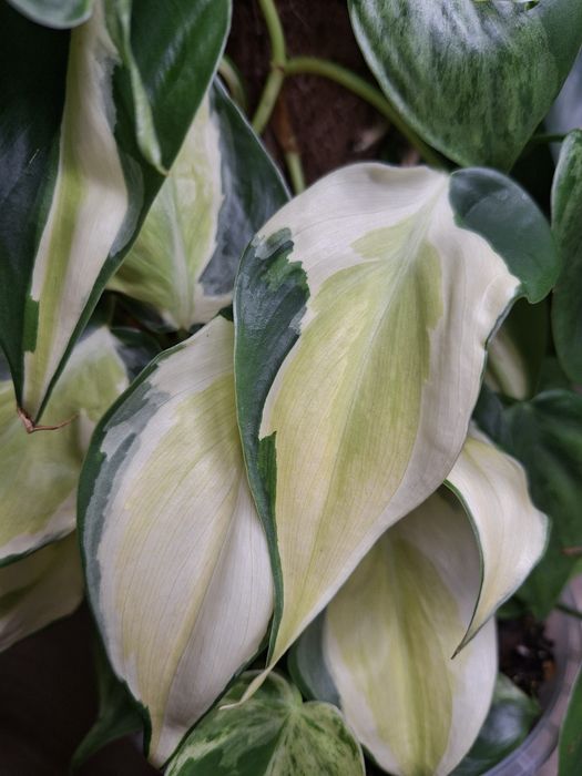 Philodendron Hederaceum Cream Splash