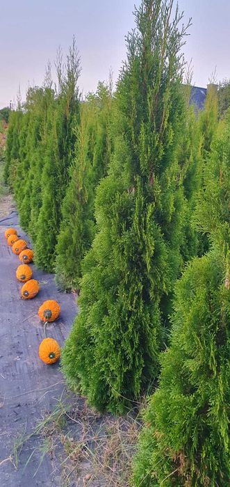 Sprzedam Thuje Szmaragd