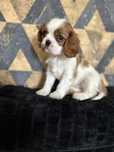 Suczka rasy Cavalier King Charles Spaniel